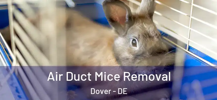 Air Duct Mice Removal Dover - DE